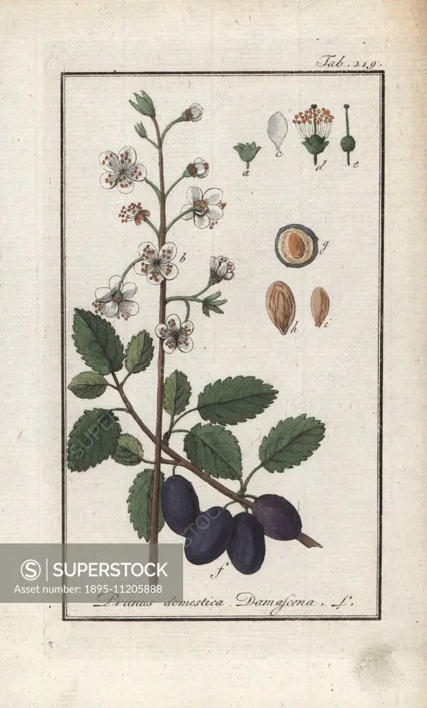 Damson plum tree with fruit, Prunus domestica var. damascena. Handcoloured copperplate botanical engraving from Johannes Zorn's Afbeelding der Artseny...