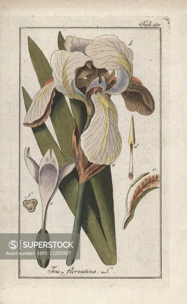 Florentine iris, Iris florentina. Handcoloured copperplate botanical engraving from Johannes Zorn's Afbeelding der Artseny-Gewassen Jan Christiaan Sep...