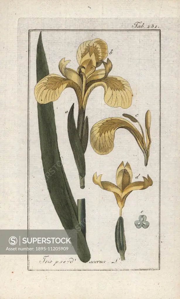 Yellow flag, Iris pseudacorus. Handcoloured copperplate botanical engraving from Johannes Zorn's Afbeelding der Artseny-Gewassen Jan Christiaan Sepp, ...