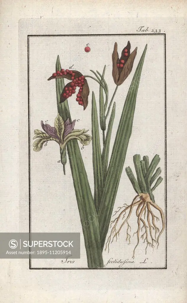 Stinking iris, Iris foetidissima. Handcoloured copperplate botanical engraving from Johannes Zorn's Afbeelding der Artseny-Gewassen Jan Christiaan Sep...