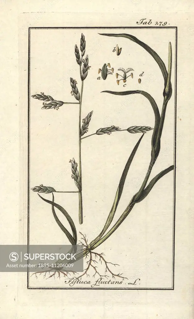 Water mannagrass, Glyceria fluitans. Handcoloured copperplate botanical engraving from Johannes Zorn's Afbeelding der Artseny-Gewassen Jan Christiaan ...