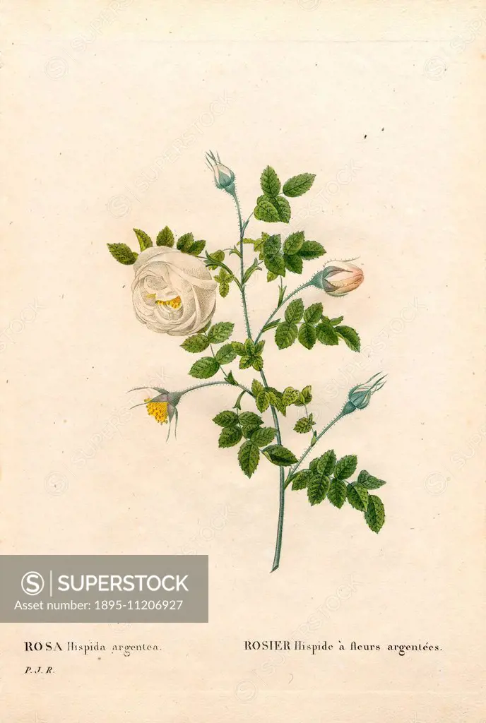 Silver-flowered hispid rose, Rosa tomentosa variety, Rosier hispide à fleurs argentées. Handcoloured stipple copperplate engraving from Pierre Joseph ...