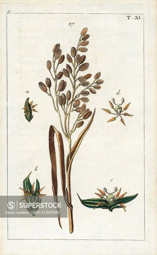 Rice, Oryza sativa. Handcolored copperplate engraving of a botanical illustration from G. T. Wilhelm's Unterhaltungen aus der Naturgeschichte (Encyclo...