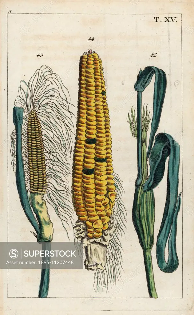 Maize or corn, Zea mays. Handcolored copperplate engraving of a botanical illustration from G. T. Wilhelm's Unterhaltungen aus der Naturgeschichte (En...