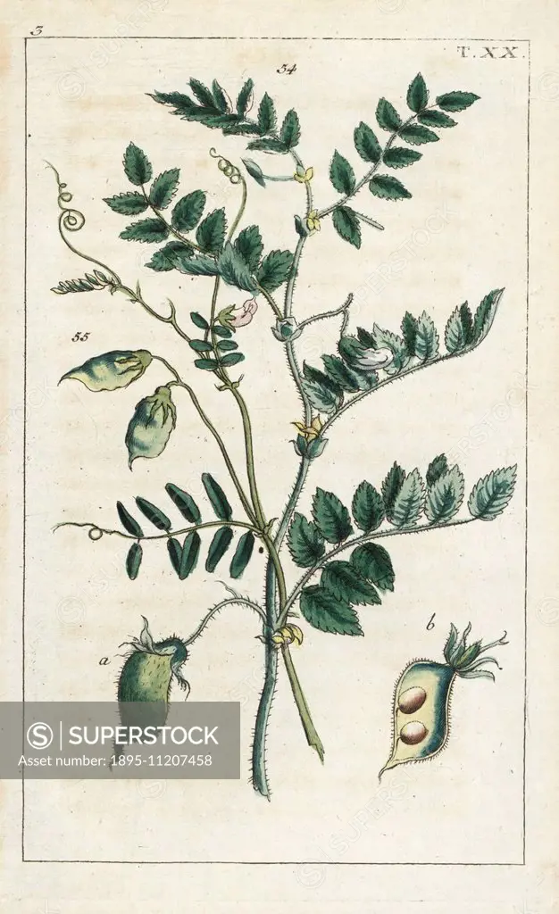 Chickpea or garbanzo bean, Cicer arietinum. Handcolored copperplate engraving of a botanical illustration from G. T. Wilhelm's Unterhaltungen aus der ...