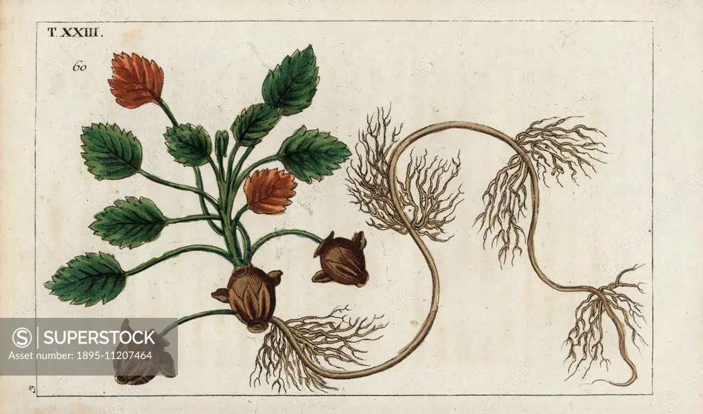 Water chestnut, Trapa natans. Handcolored copperplate engraving of a botanical illustration from G. T. Wilhelm's Unterhaltungen aus der Naturgeschicht...