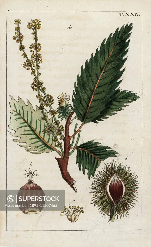 Horse chestnut, Aesculus hippocastanum. Handcolored copperplate engraving of a botanical illustration from G. T. Wilhelm's Unterhaltungen aus der Natu...