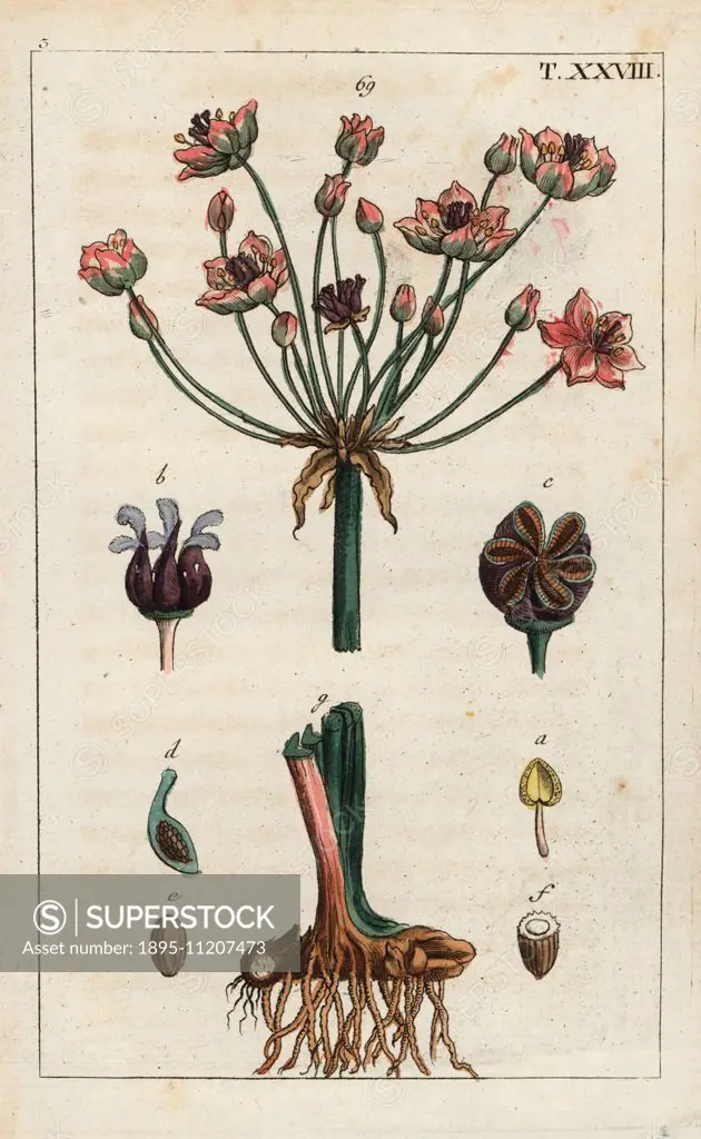 Flowering rush, Butomus umbellatus, with flowers and edible root tuber. Handcolored copperplate engraving of a botanical illustration from G. T. Wilhe...