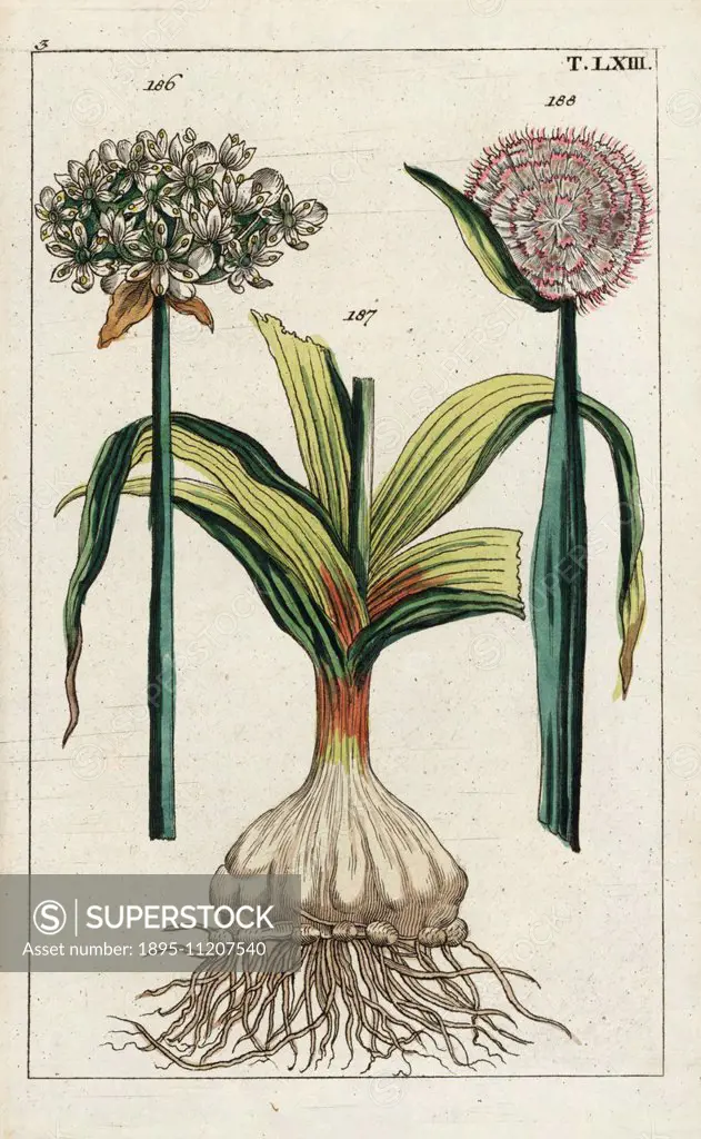 Black garlic, Allium nigrum 186, and onion, Allium cepa, bulb 187 and flower 188. Handcolored copperplate engraving of a botanical illustration from G...