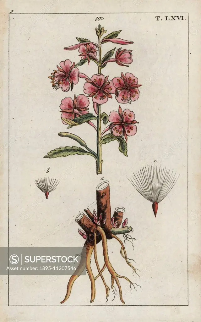 Rosebay willowherb or fireweed, Chamerion angustifolium. Handcolored copperplate engraving of a botanical illustration from G. T. Wilhelm's Unterhaltu...