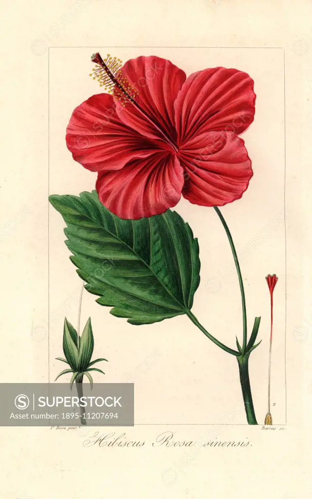 Chinese hibiscus, Hibiscus rosa sinensis, native to East Asia. Handcoloured stipple engraving on copper by Barrois from a botanical illustration by Pa...