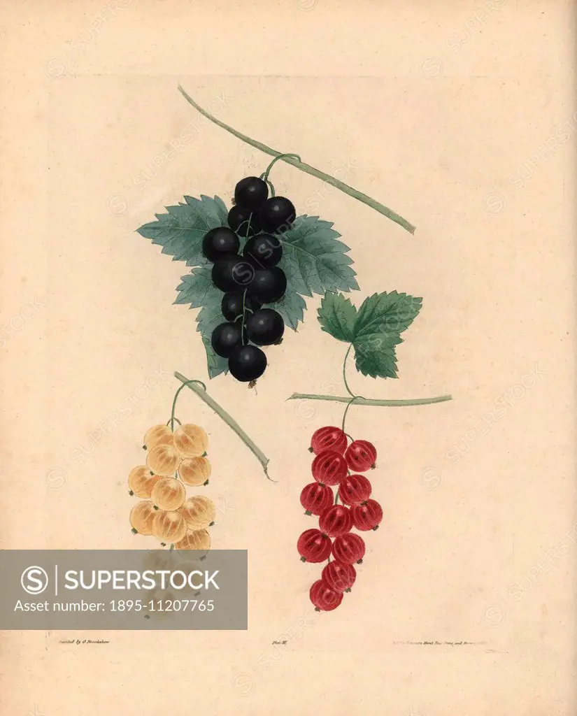 Currant varieties: Blackcurrant, Ribes nigrum; Dutch redcurrant, Ribes rubrum; and white currant, Ribes glandulosum. Handcoloured stipple engraving of...