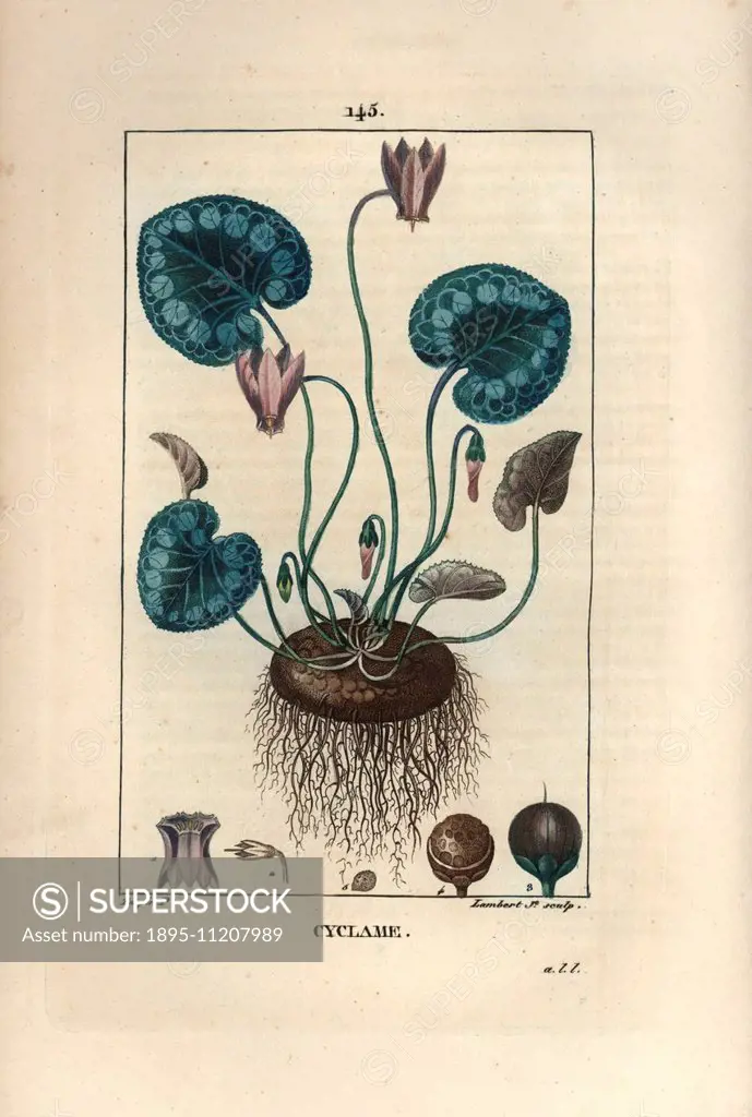 Sowbread or cyclamen, Cyclamen europaeum, showing flower, leaf, and root rhizome. Handcoloured stipple copperplate engraving by Lambert Junior from a ...
