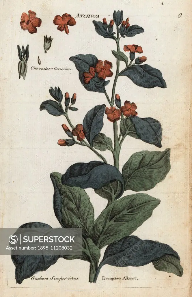 Evergreen alkanet, Anchusa sempervirens. Handcoloured botanical copperplate engraving by an unknown artist from Culpeper's English Family Physician; o...