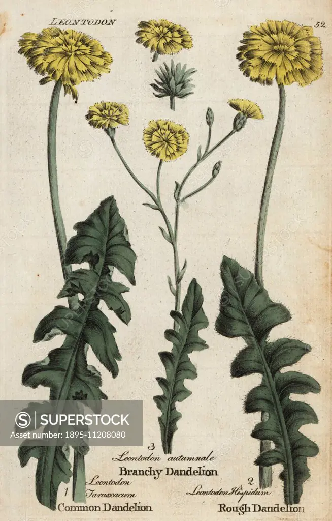 Dandelion, Taraxacum officinale, branchy dandelion, Scorzoneroides autumnalis, and rough hawkbit, Leontodon hispidum. Handcoloured botanical copperpla...