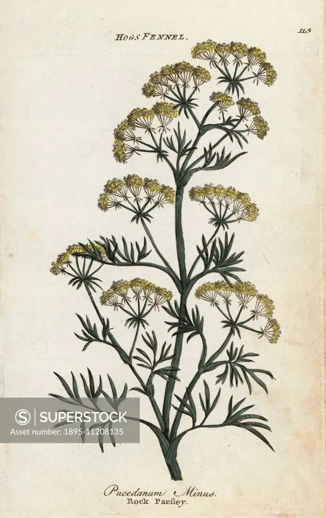 Rock parsley, Peucedanum minus. Handcoloured botanical copperplate engraving by an unknown artist from Culpeper's English Family Physician; or Medical...