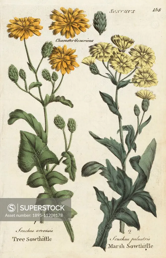 Tree sowthistle, Sonchus arvensis, and marsh sowthistle, Sonchus palustris. Handcoloured botanical copperplate engraving by an unknown artist from Cul...