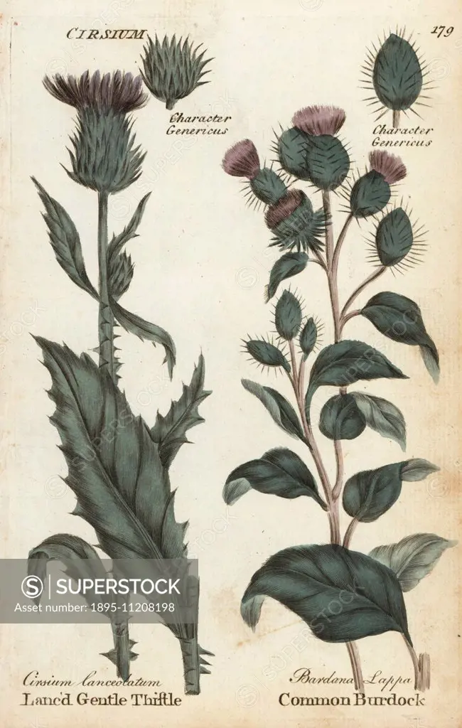 Lanc'd gentle thistle, Cirsium vulgare, and common burdock, Arctium lappa. Handcoloured botanical copperplate engraving by an unknown artist from Culp...