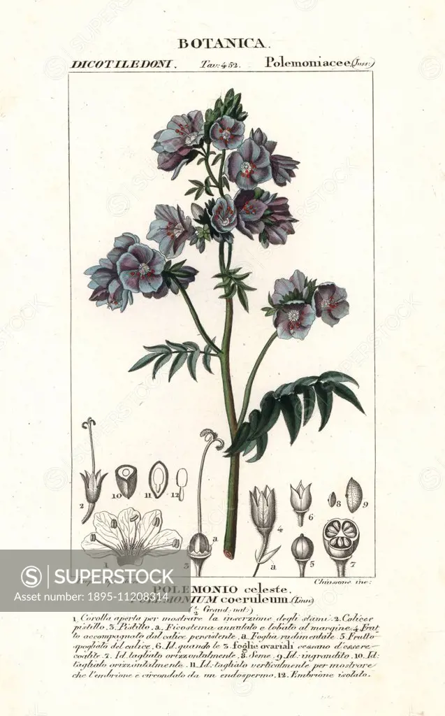 Jacob's ladder or Greek valerian, Polemonium caeruleum, native to America. Handcoloured copperplate stipple engraving from Jussieu's Dictionary of Nat...