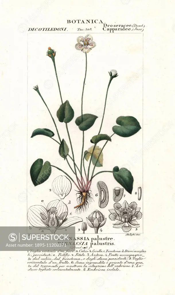 Marsh grass of Parnassus, Parnassia palustris, native to Europe. Handcoloured copperplate stipple engraving from Jussieu's Dictionary of Natural Scien...