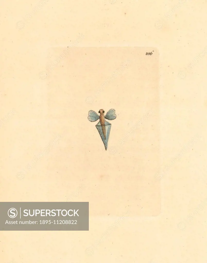 Sea butterfly, Clio pyramidata. Illustration unsigned (George Shaw and Frederick Nodder).