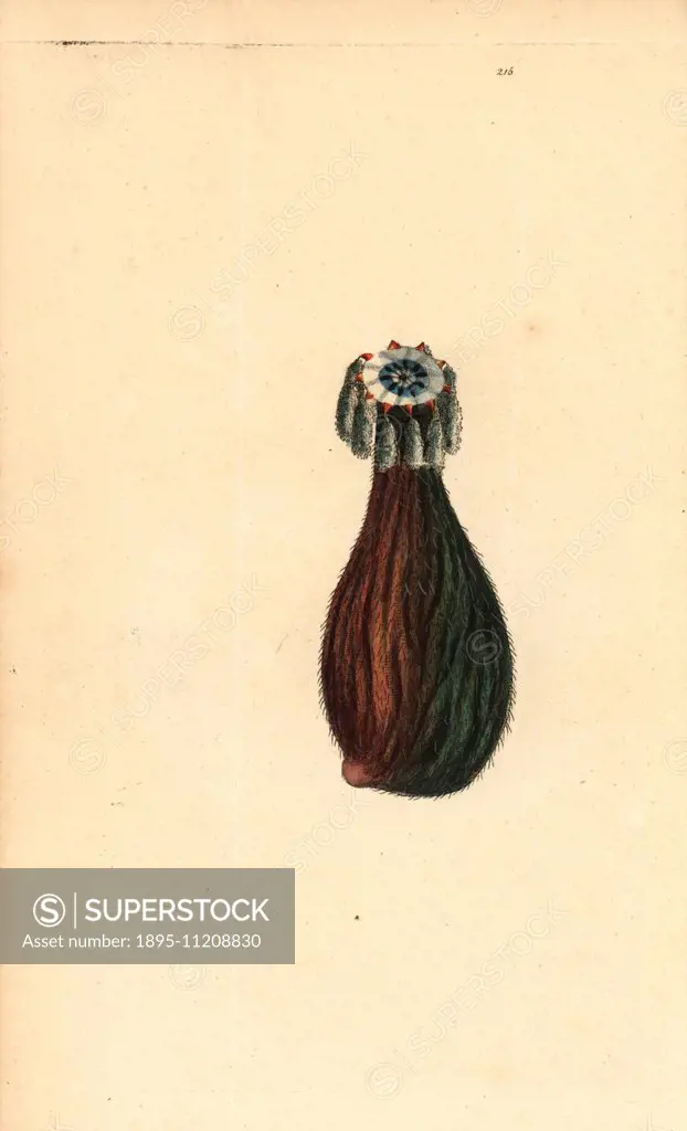 Sea squirt, Clavelina fasciculata. Illustration unsigned (George Shaw and Frederick Nodder).