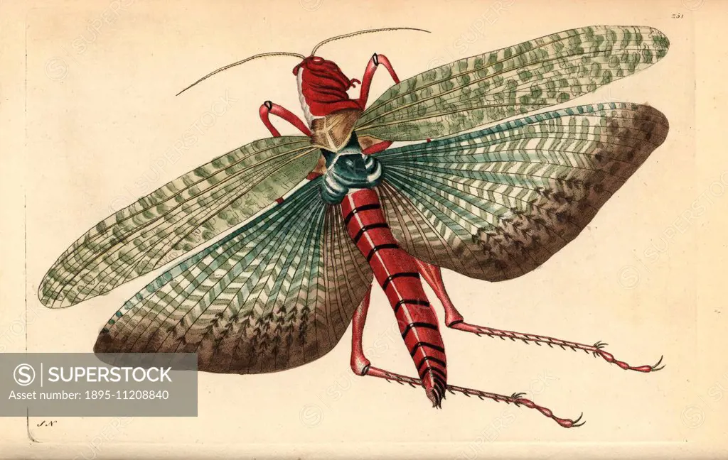South american locust, Locusta cristata. (Egyptian locust sic, Gryllus cristatus) Illustration signed SN (George Shaw and Frederick Nodder). Handcol...