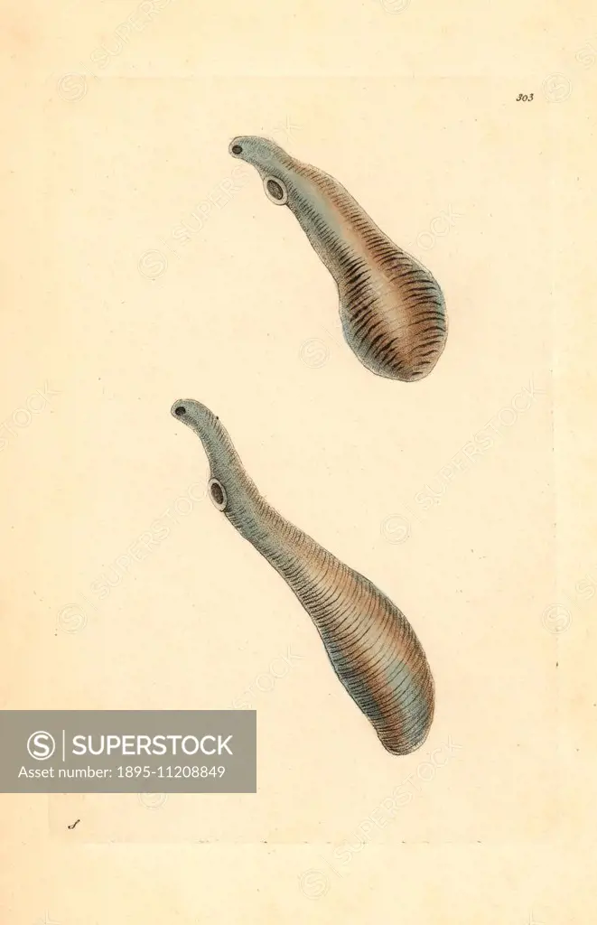 Liver fluke, Fasciola ventricosa. Illustration drawn by George Shaw. Handcolored copperplate engraving from George Shaw and Frederick Nodder's The Nat...