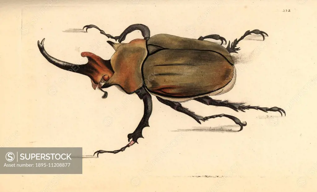 Dung beetle, Megasoma elephas. Illustration drawn and engraved by Frederick Nodder. Handcolored copperplate engraving from George Shaw and Frederick N...