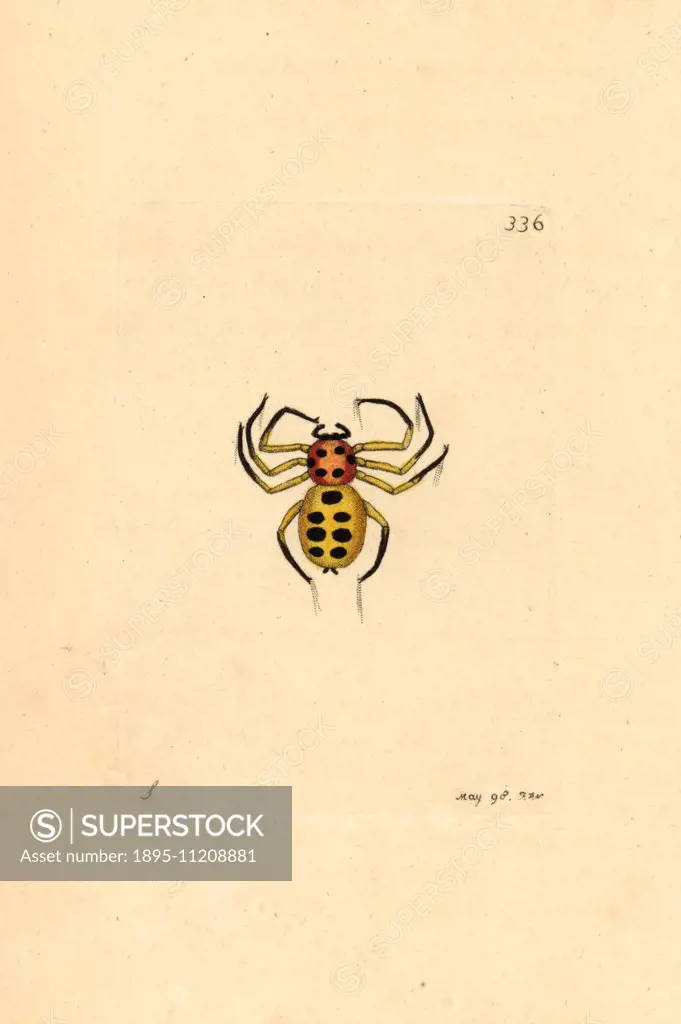Golden spider, Aranea nobilis, Sumatra. Illustration drawn by George Shaw and engraved by Frederick Nodder. Handcolored copperplate engraving from Geo...