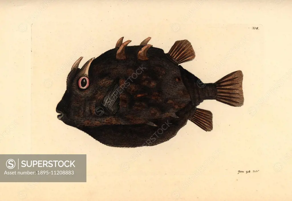 Striped cowfish, Aracana aurita. Illustration drawn by Richard Nodder and engraved by Frederick Nodder. Handcolored copperplate engraving from George ...