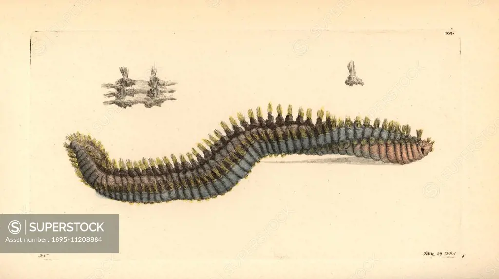 Rostrated terebella sea worm, Terebella rostrata. Illustration drawn by Richard Nodder and engraved by Frederick Nodder. Handcolored copperplate engra...
