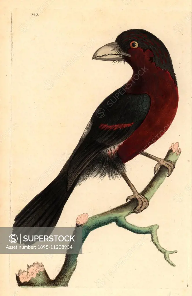 Double-toothed barbet, Lybius bidentatus. Illustration drawn and engraved by Richard Polydore Nodder. Handcolored copperplate engraving from George Sh...