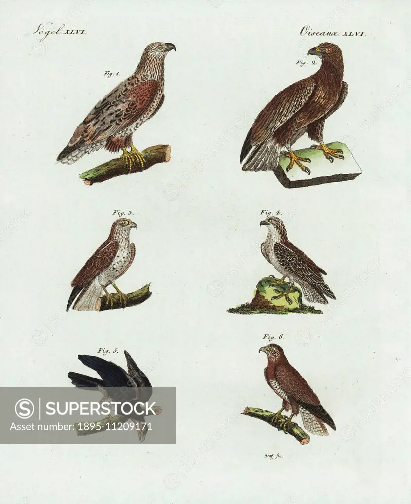 White-tailed sea eagle, Haliaeetus albicilla, male 1, female 2, short-toed snake-eagle, Circaetus gallicus 3, osprey, Pandion haliaetus 4, red-tailed ...