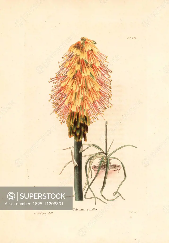 Dwarf red hot poker or torch lily, Kniphofia pumila. Handcoloured copperplate engraving by George Cooke from an illustration by George Loddiges from C...
