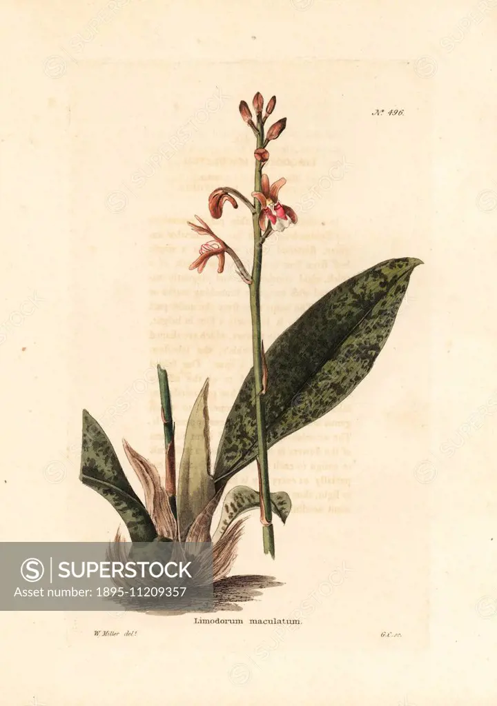 Monk orchid or African spotted orchid, Oeceoclades maculata. Handcoloured copperplate engraving by George Cooke after an illustration by W. Miller fro...