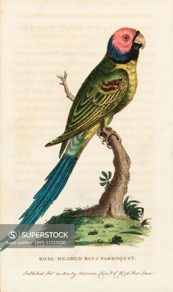 Blossom-headed parakeet, Psittacula roseata. (Rose-headed ring parroquet, Psittacus alexandri.) Illustration copied from George Edwards. Handcoloured ...