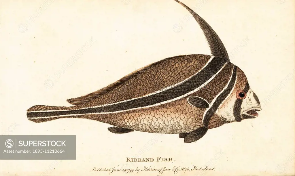 Ribband fish, unknown species. Illustration copied from George Edwards from a specimen sent from the Caribbean islands. Handcoloured copperplate engra...