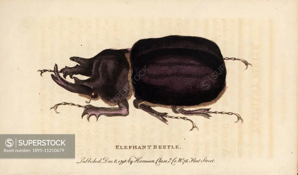 Elephant beetle, Megasoma elephas. Illustration based on a specimen in the Leverian Museum. Handcoloured copperplate engraving from The Naturalist's P...