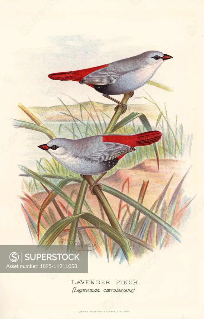 Lavender waxbill, Estrilda caerulescens. (Lavender finch, Lagonosticta coerulescens) Chromolithograph by Brumby and Clarke after a painting by Frederi...