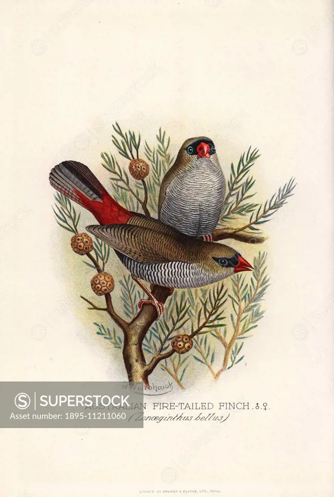 Beautiful firetail, Stagonopleura bella. (Australian fire-tailed finch, Zonoeginthus bellus) Chromolithograph by Brumby and Clarke after a painting by...