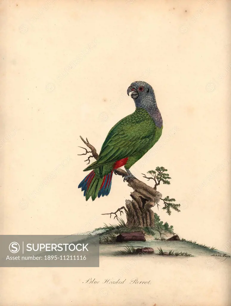 Blue-headed parrot, Pionus menstruus. (Psittacus menstruus) Handcoloured copperplate engraving of an illustration by Matilda Hayes from William Hayes'...