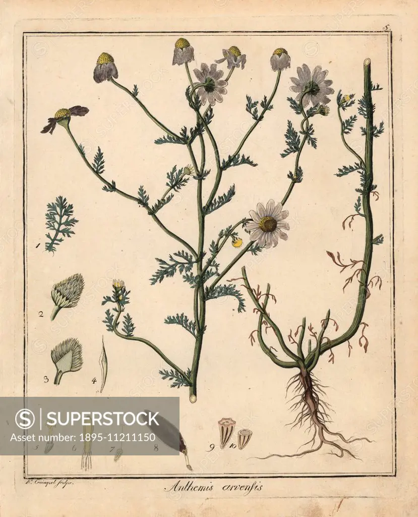 Mayweed or corn chamomile, Anthemis arvensis. Handcoloured copperplate engraving by F. Guimpel from Dr. Friedrich Gottlob Hayne's Medical Botany, Berl...