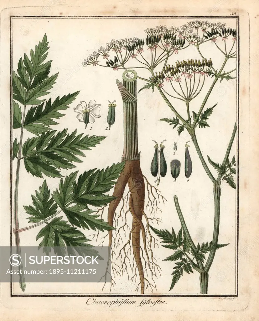 Cow parsley, Anthriscus sylvestris. Handcoloured copperplate engraving by P. Haas from Dr. Friedrich Gottlob Hayne's Medical Botany, Berlin, 1822. Hay...