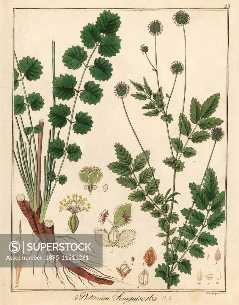 Salad or small burnet, Poterium sanguisorba. Handcoloured copperplate engraving by F. Guimpel from Dr. Friedrich Gottlob Hayne's Medical Botany, Berli...