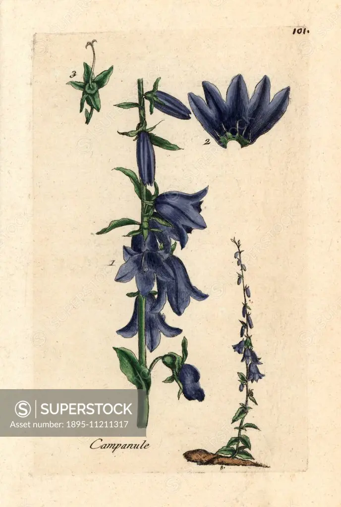 Peach-leaved bellflower, Campanula persicifolia. Handcoloured botanical drawn and engraved by Pierre Bulliard from his own Flora Parisiensis 1776, Par...