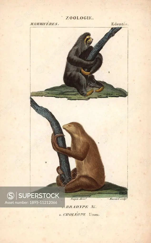 Maned three-toed sloth, Bradypus torquatus (vulnerable), and Linnaeus's two-toed sloth, Choloepus didactylus. Handcoloured copperplate stipple engravi...