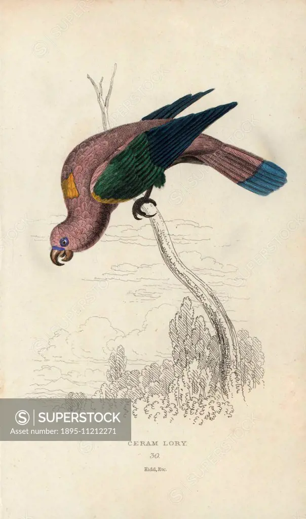 Chattering lory, Lorius garrulus. Ceram lory, Psittacus garrulus. The bird's rich metallic scarlet plumage rendered a steely pink. Hand-coloured steel...