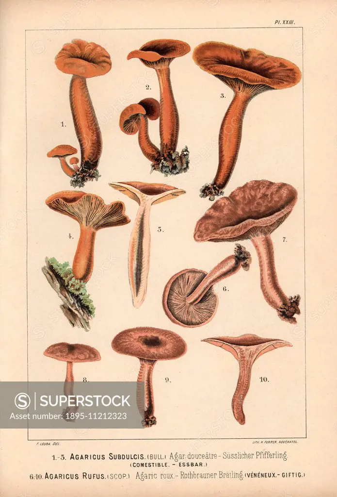 Mild milkcap, Lactarius subdulcis, Agaricus subdulcis, agaric douceatre, edible, and rufous milkcap, Lactarius rufus, Agaricus rufus, agaric roux, poi...
