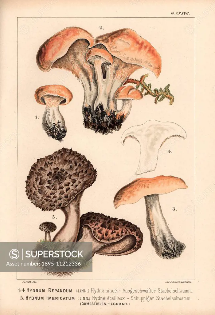 Hedgehog mushroom, Hydnum repandum, hydne sinue, and scaly hedgehog mushroom, Sarcodon imbricatus, Hydnum imbricatum, hydne ecailleux, edible. Chromol...